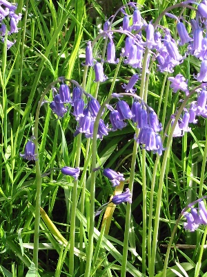 English Bluebells