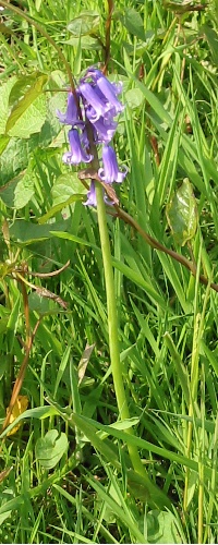 Spanish Bluebell